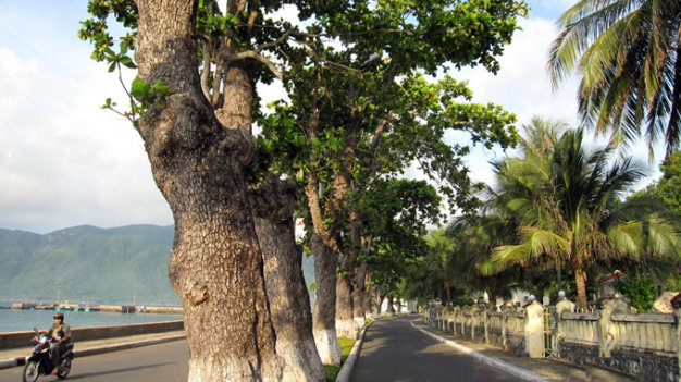 Con đường rợp bóng cây bàng ven bờ biển thị trấn Côn Đảo